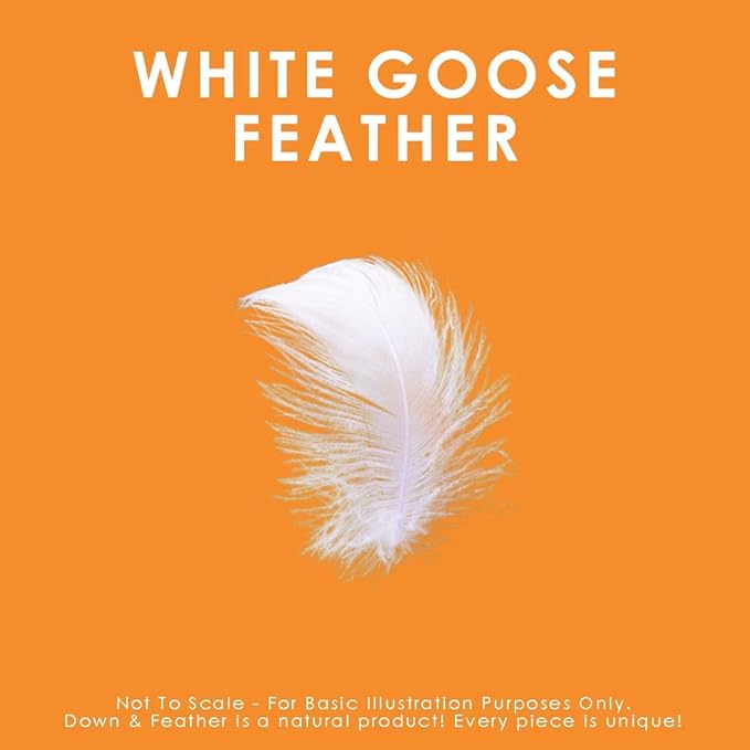 Canadian Down & Feather Co. – 2 Pack Firm Support White Goose Feather Pillow Standard Size – 255 TC Shell 100% Cotton – Filled in Canada