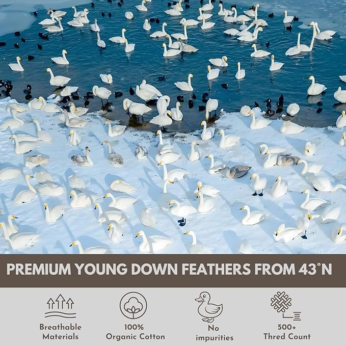 Down Feathers Pillows Standard Size Set of 2- Hotel Collection Bed Pillows | Feather-Proof 1000+ Clean | Naturally Resilient Pure | Pillows for Side, Back & Stomach Sleepers, 20"x30" 2 Pack
