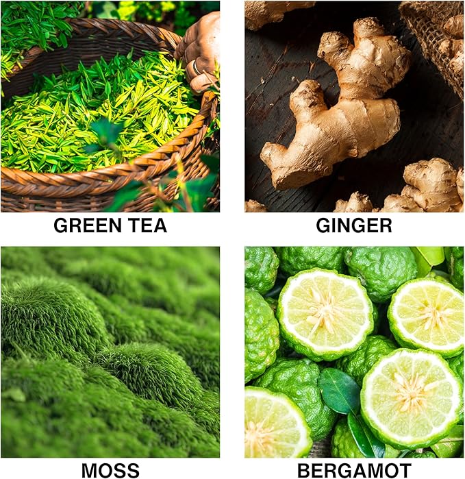 Spice Odyssey Scent Luxury Reed Diffuser – Green Tea, Ginger, Moss & Bergamot Scent – Long Lasting Diffusers for Home, Crafted by Expert Perfumers – 50ml