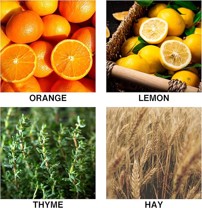 Citrus Meadow Scent Luxury Reed Diffuser – with Orange, Lemon, Thyme & Hay – Long-Lasting Diffusers for Home, Premium Essential Oils for Bedroom, Bathroom & Office